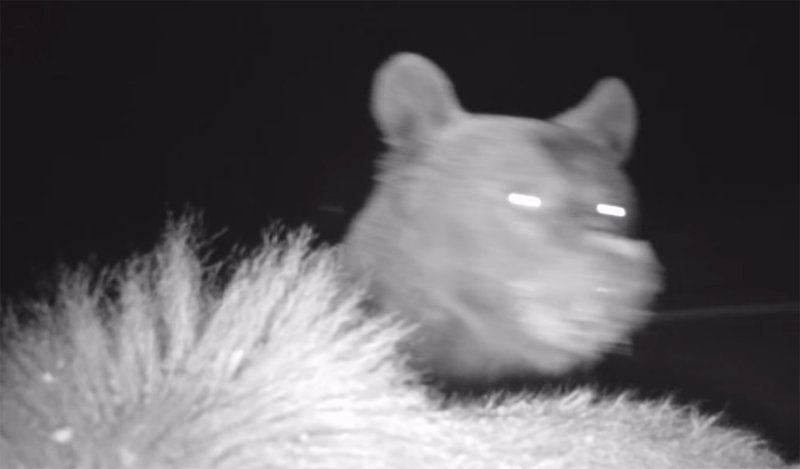  VIDEO O ursoaică cu patru pui a descoperit camera Romsilva din Parcul Național Cheile Bicazului