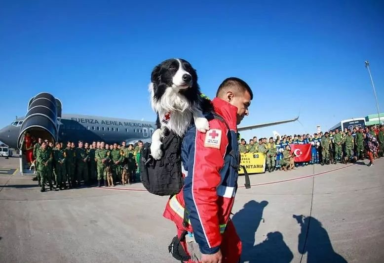  Un câine salvator din Mexic a murit în Turcia după ce a salvat doi oameni de sub dărâmături