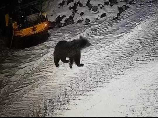  Trei urşi au intrat de bună voie la Zoo din Târgu Mureş. Ce le-a făcut poftă