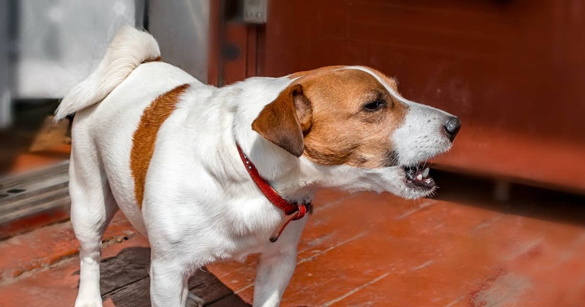  Un pășcănean a fost amendat de poliția locală pentru că cei doi câini ai săi lătrau prea tare