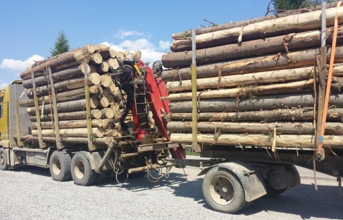  Angajat al Gărzii Forestiere Suceava, reținut pentru afaceri ilegale cu material lemnos