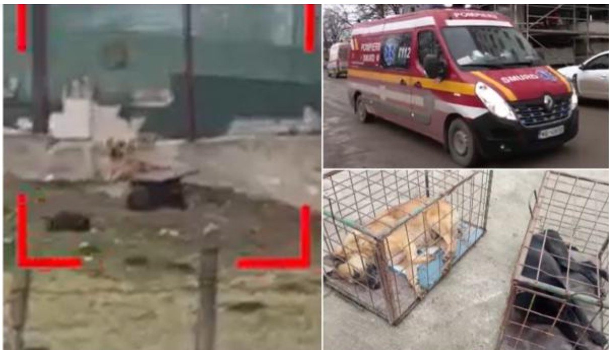  Copilul care a fost muşcat de câini pe o stradă din Botoşani rămâne în stare critică