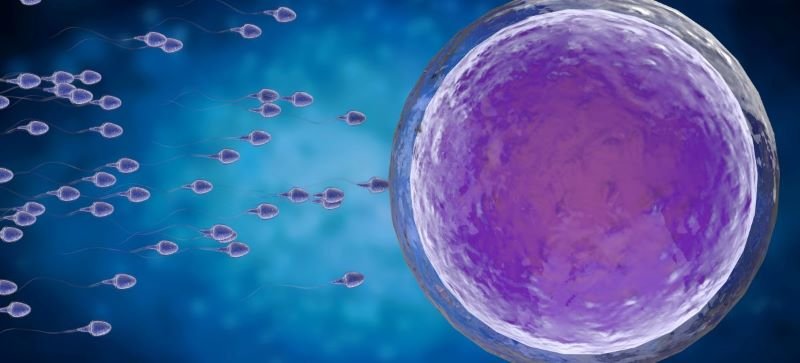  Au fost identificate noi cauze genetice pentru infertilitatea masculină