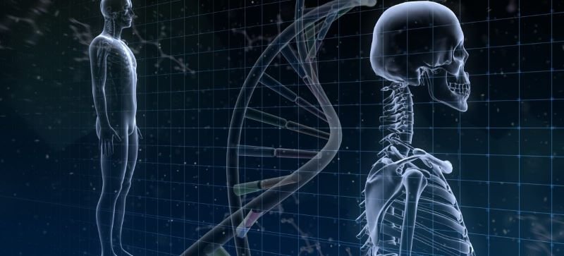  ADN-ul, o nouă metodă de a promova creșterea osoasă