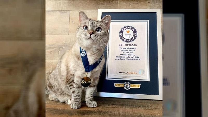  VIDEO Cea mai cunoscută pisică din lume a câștigat prin TikTok 100 de milioane de dolari
