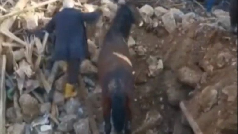  VIDEO Un cal a fost scos în viață de sub dărâmături, la 21 de zile de la cutremurul devastator din Turcia