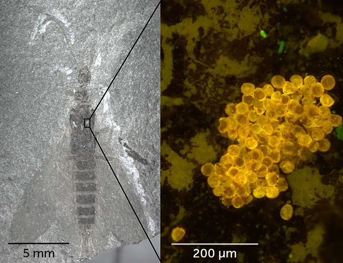  Oamenii de ştiinţă au descoperit insecte acoperite cu polen, vechi de 280 de milioane de ani