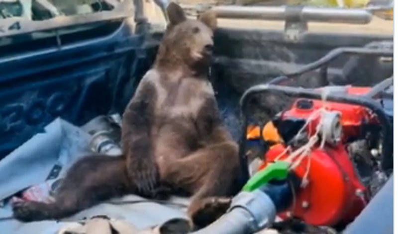  VIDEO Să râdem cu un pui de urs care a mâncat miere halucinogenă