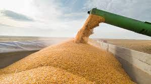  Expert în agricultură: Cerealele ucrainene au afectat performanţa financiară a fermierilor români