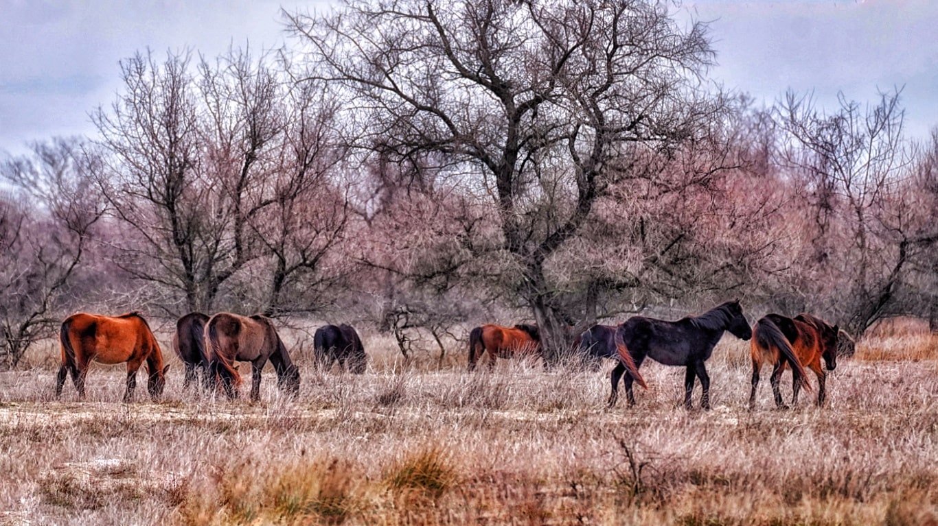 Caii sălbatici „de la Letea”, numărați oficial. Câte animale trăiesc libere în Delta Dunării