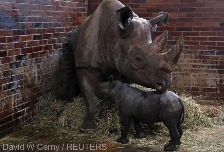  Un al treilea rinocer negru s-a născut în decurs de un an la o grădină zoologică din Cehia