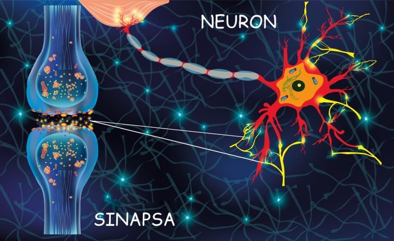  Cum se generează noi neuroni în creier