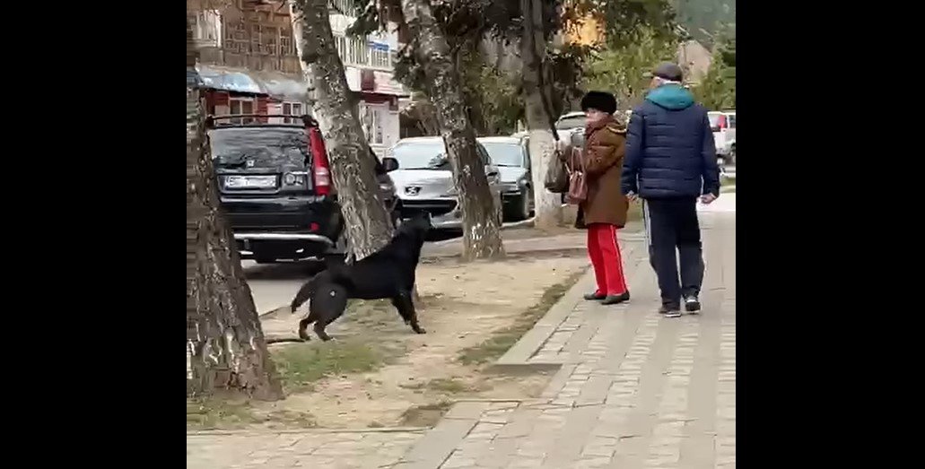  Imagini şocante: O femeie este pusă la pământ de un câine, dar nimeni nu-i sare în ajutor