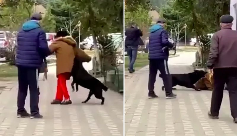  VIDEO Femeie atacată și doborâtă de un câine agresiv pe stradă. Gest inexplicabil al proprietarului animalului