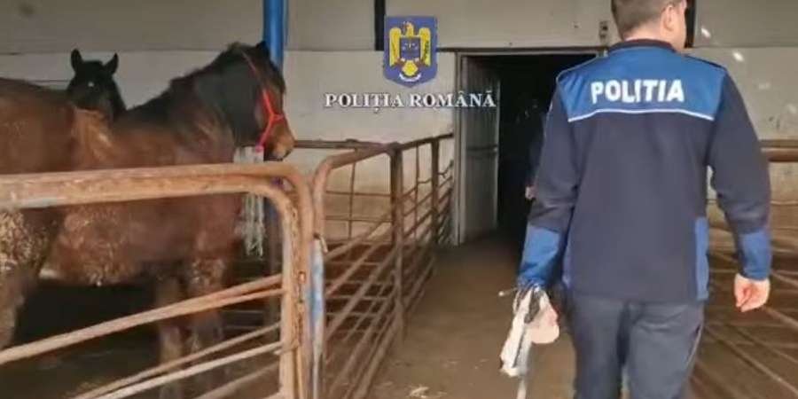  Zeci de cai găsiţi la abatorul care ucidea ilegal cabaline pentru exportul cărnii în Italia au fost salvaţi de către anchetatori