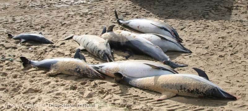  Franţa: Peste 900 de delfini au eşuat pe coasta Atlanticului în această iarnă