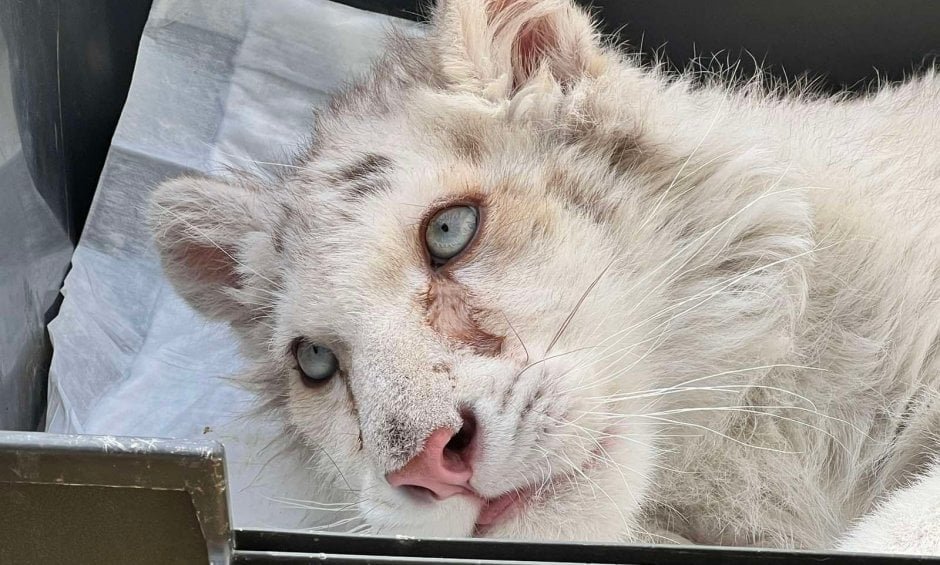  Pui de tigru alb abandonat într-o pubelă de gunoi. Medicii se luptă pentru viaţa lui