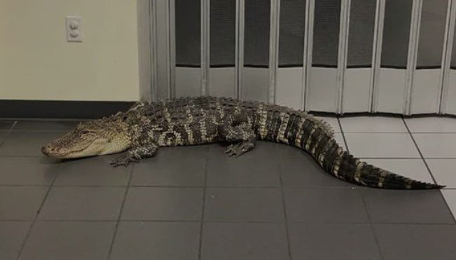  Un bărbat din Florida care a răspuns la o bătaie la uşă a fost muşcat de un aligator