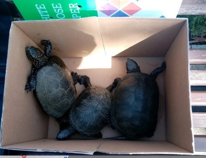  Trei broaşte ţestoase dintr-o specie vulnerabilă, salvate de Garda de Mediu