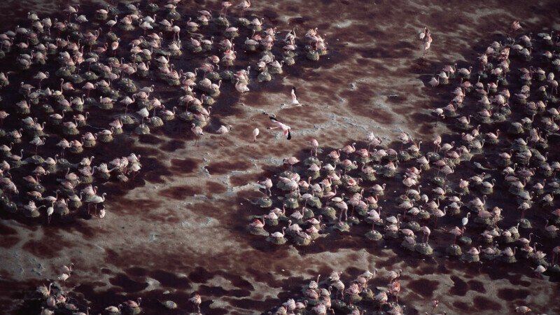 FOTO Lacul care transformă instantaneu animalele în stană de piatră. Cum este posibil