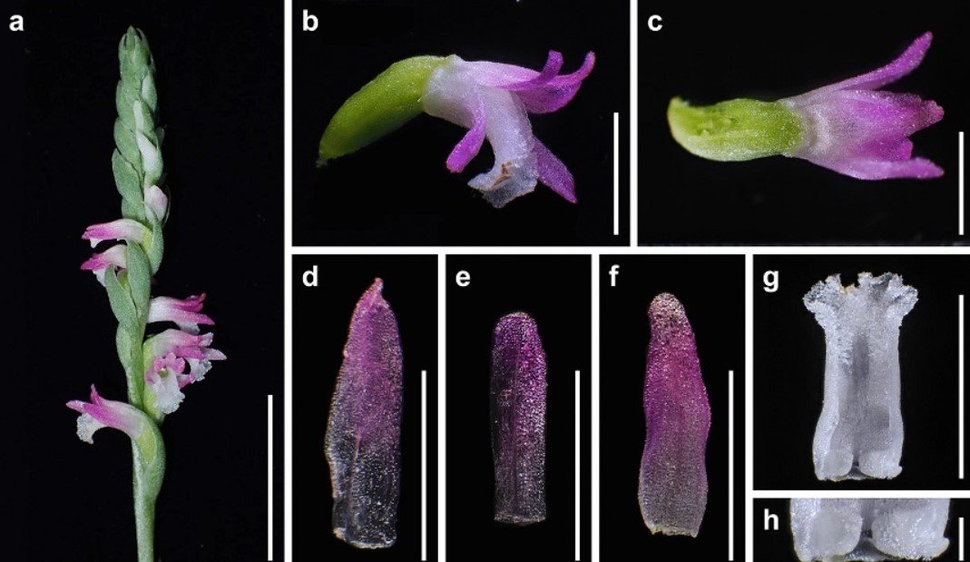  O nouă specie de orhidee ale cărei petale seamănă cu sticla a fost descoperită în Japonia