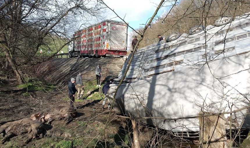  FOTO: Un camion plin cu bovine s-a răsturnat pe DN 13. Şoferul a reuşit să iasă din cabină