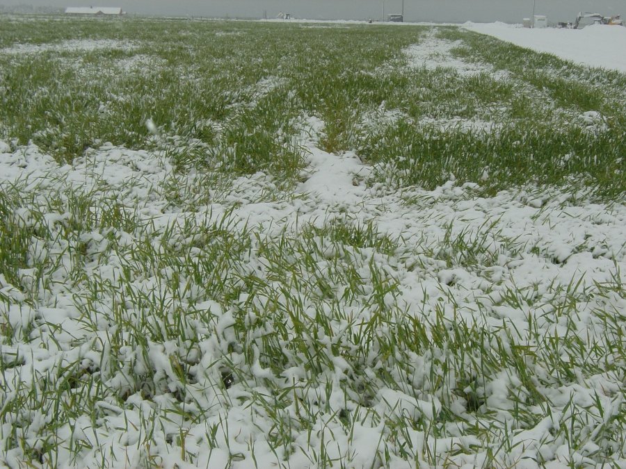  Valul acesta de zăpadă este mană cerească pentru culturile agricole. Opiniile specialiştilor agronomi