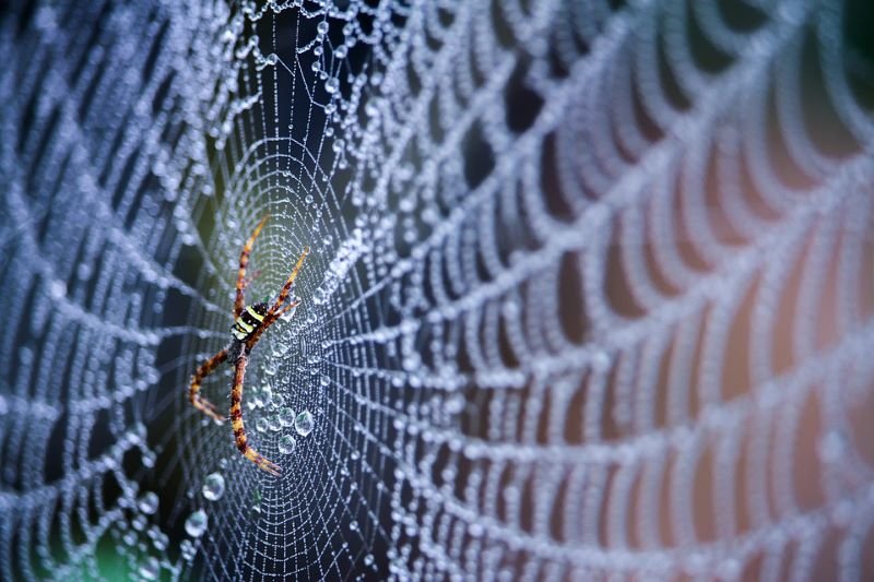  Mătase de păianjen pentru regenerarea nervilor