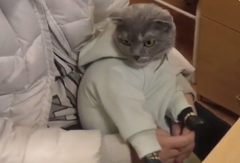  O pisică îmbrăcată ca un bebeluş transporta droguri, în Rusia