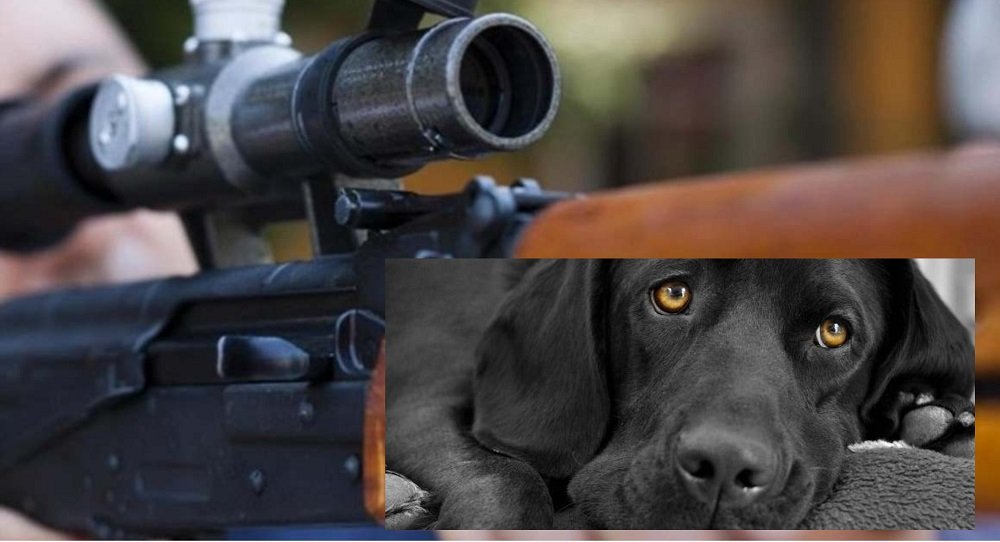  Gorj: Bărbat cercetat penal după ce a împuşcat câinele vecinilor