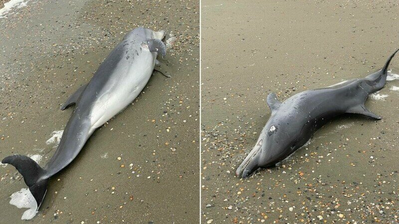  Delfini găsiţi morţi pe plaja din Eforie şi Constanţa. Ei aveau urmele de plasă pe suprafaţa corpului