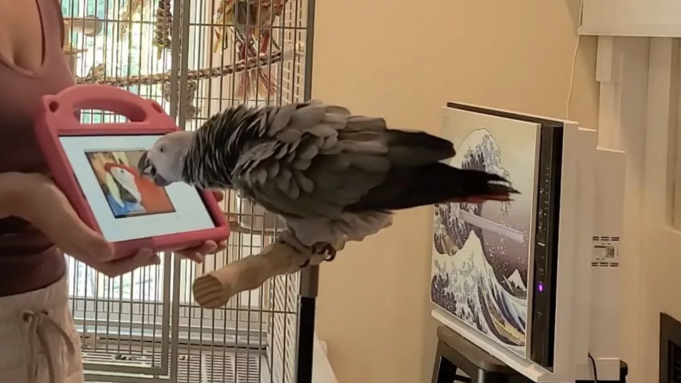  Papagali învăţaţi de oamenii de ştiinţă să efectueze apeluri video au dezvoltat prietenii la distanţă