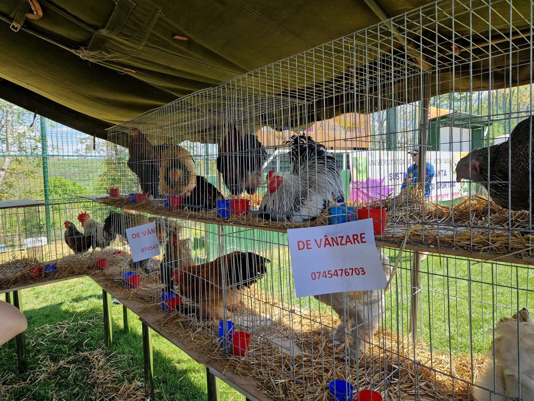 Imagini inedite de la „Animal FEST by USV Iaşi”