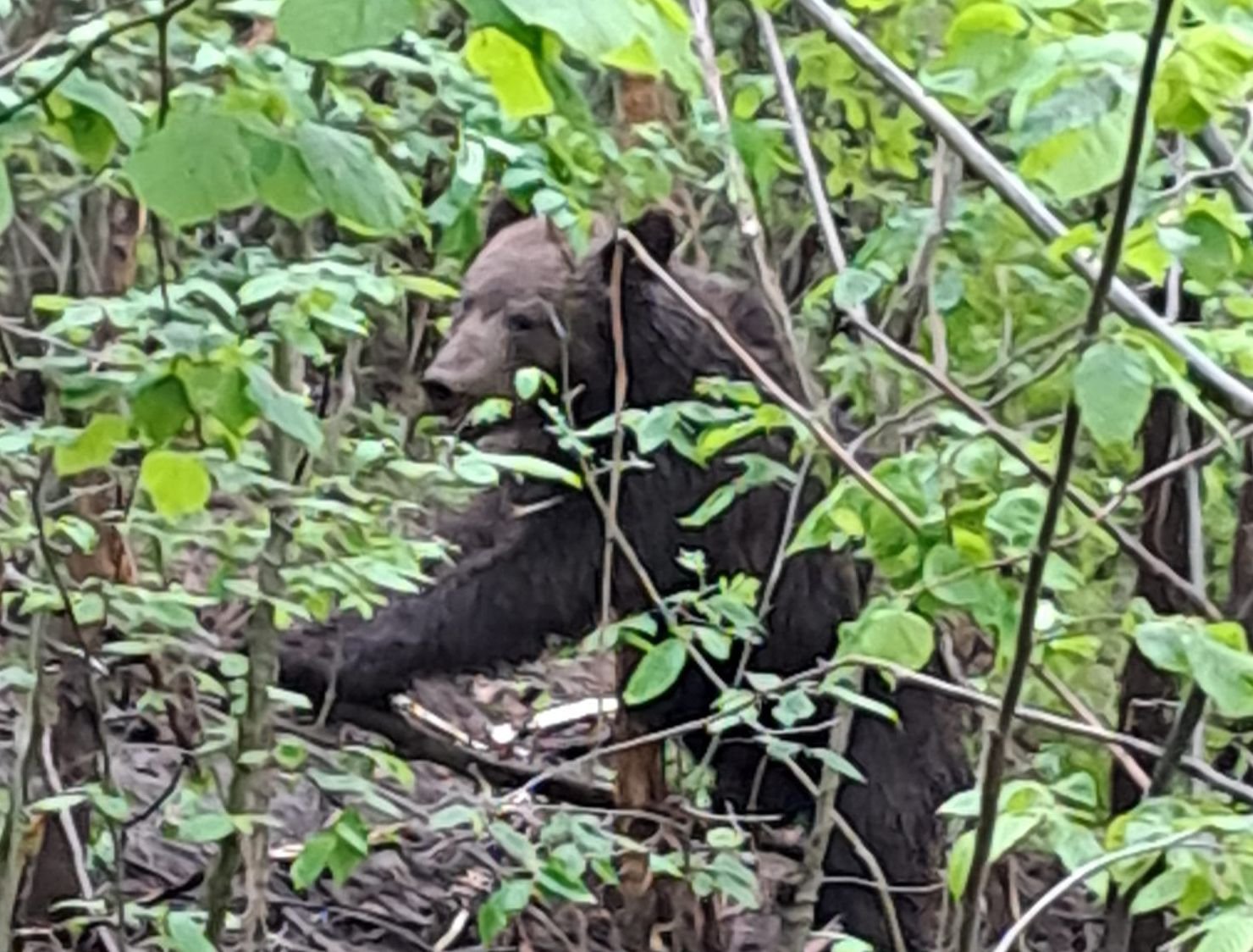  Ursul de la Dobrovăţ a dispărut, dar un alt exemplar a fost prins la Negreşti