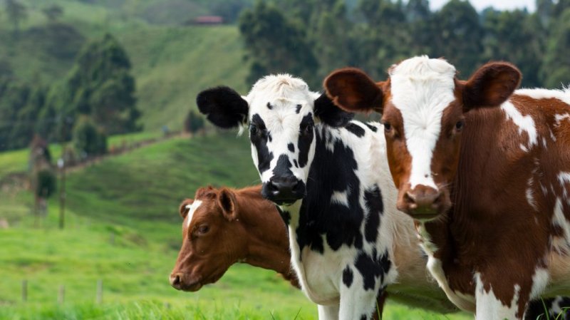  Vacile europene, ameninţate de o boală gravă legată de schimbările climatice