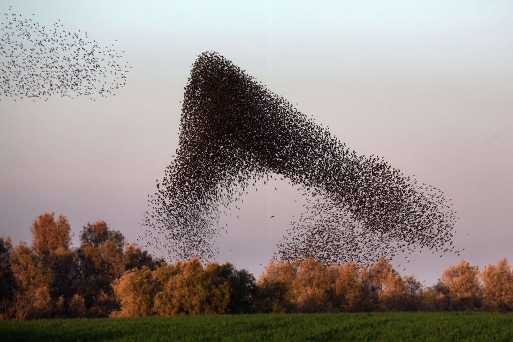  Pe cerul Europei zboară cu 800 de milioane mai puţine păsări decât acum 40 de ani