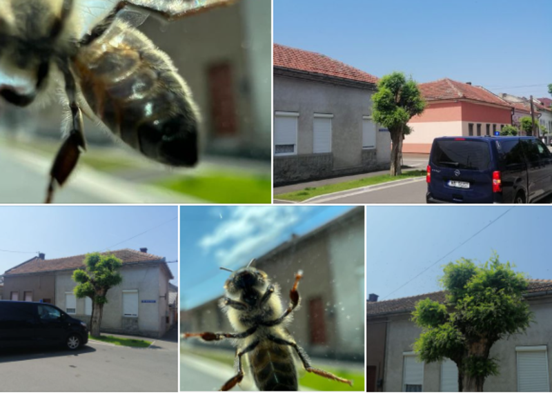  VIDEO Arădenii, atacați de un roi de albine agresive. Intervenție a jandarmilor