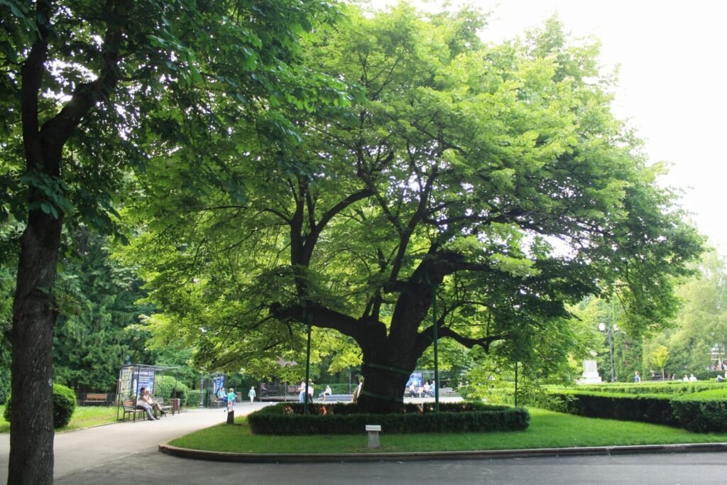 Salvați Parcul Copou! Petiție online împotriva planului de modernizare propus de Primărie, plan ce prevede dispariția a numeroși copaci