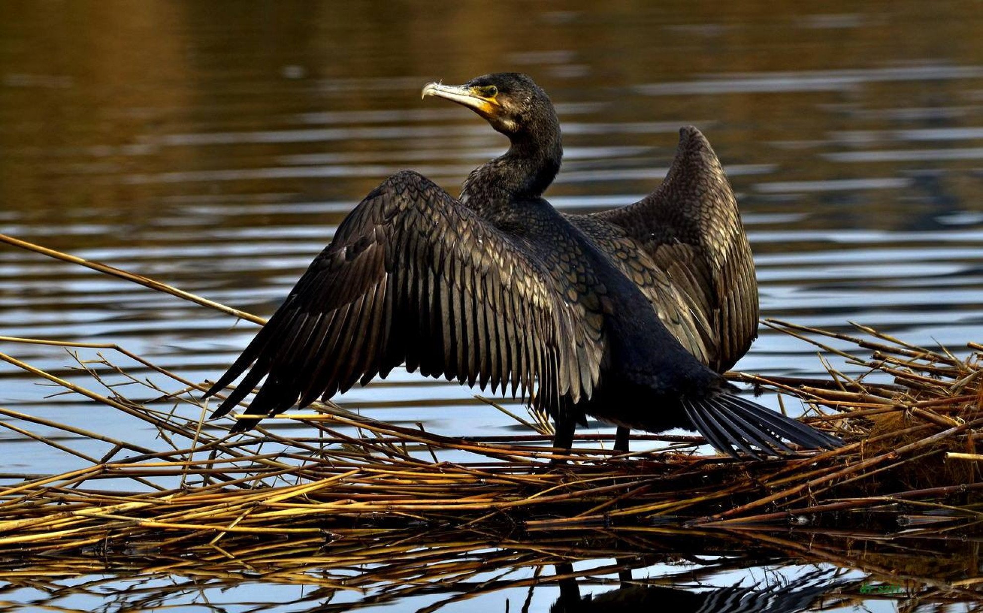  Cormoranul mare va fi putea fi vânat în România pe tot parcursul anului