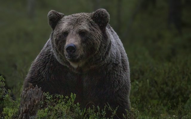  Ursul a ajuns la Vaslui: Populaţia, avertizată prin RO-Alert