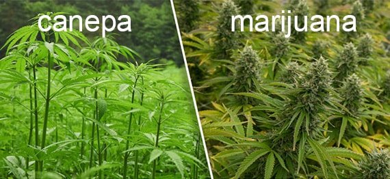  Care-i diferenţa dintre cânepa obişnuită şi cannabis? Apogeul unui proces de trafic de droguri