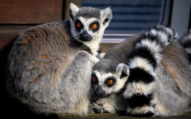  Doi lemuri născuţi în captivitate, noile atracţii de la Zoo Ploieşti-Bucov