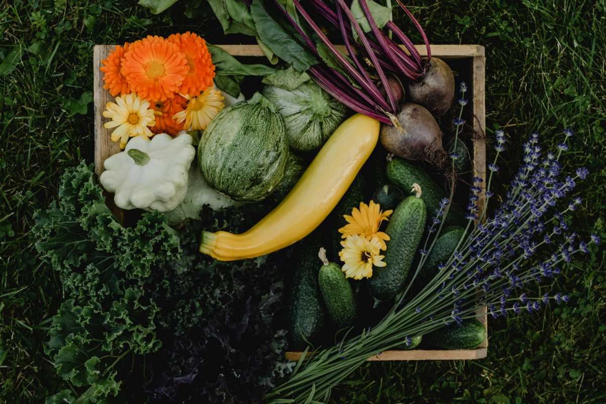  Te gândești să cultivi legume și fructe bio în grădina ta? Iată ce echipamente trebuie să ai la dispoziție (P)