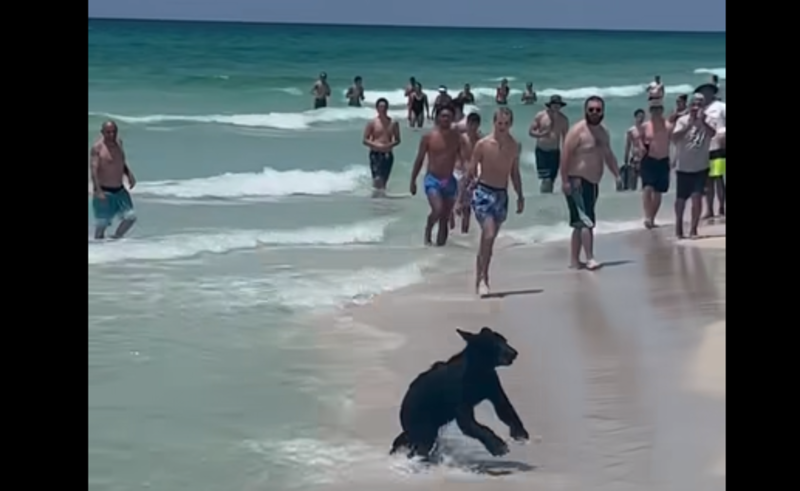  VIDEO Un urs a devenit atracția unei plaje în timp ce se bucura de apă și de valuri