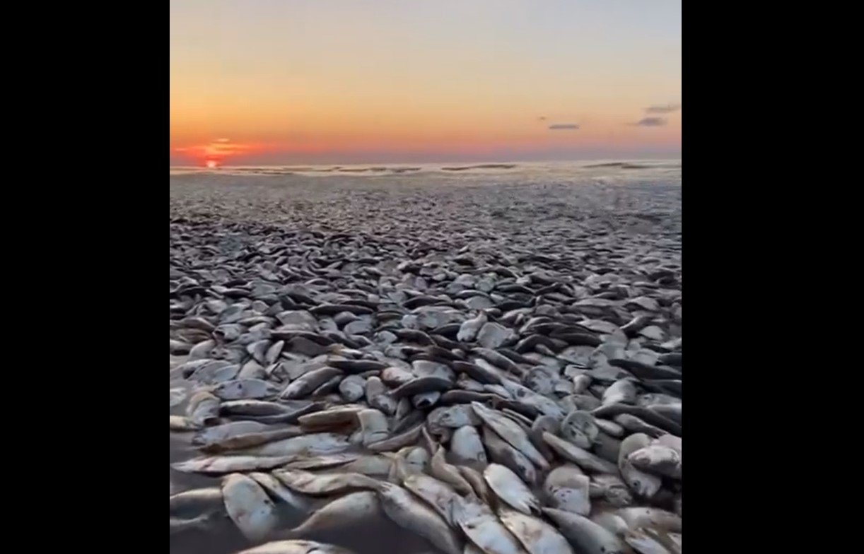  Zeci de mii de peşti eşuează pe o plajă în Texas