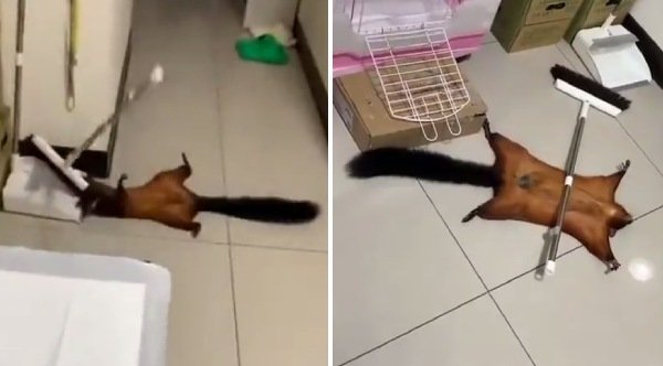  VIDEO O veveriță și-a înscenat propria moarte. Imaginile au devenit virale