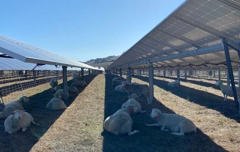  Alianţă surprinzătoare în SUA: Cum beneficiază crescătorii de oi de panourile fotovoltaice