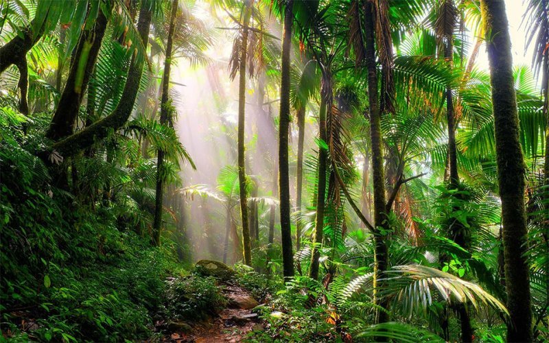  Păduri tropicale cu suprafaţa Elveţiei, distruse pe Terra în 2022