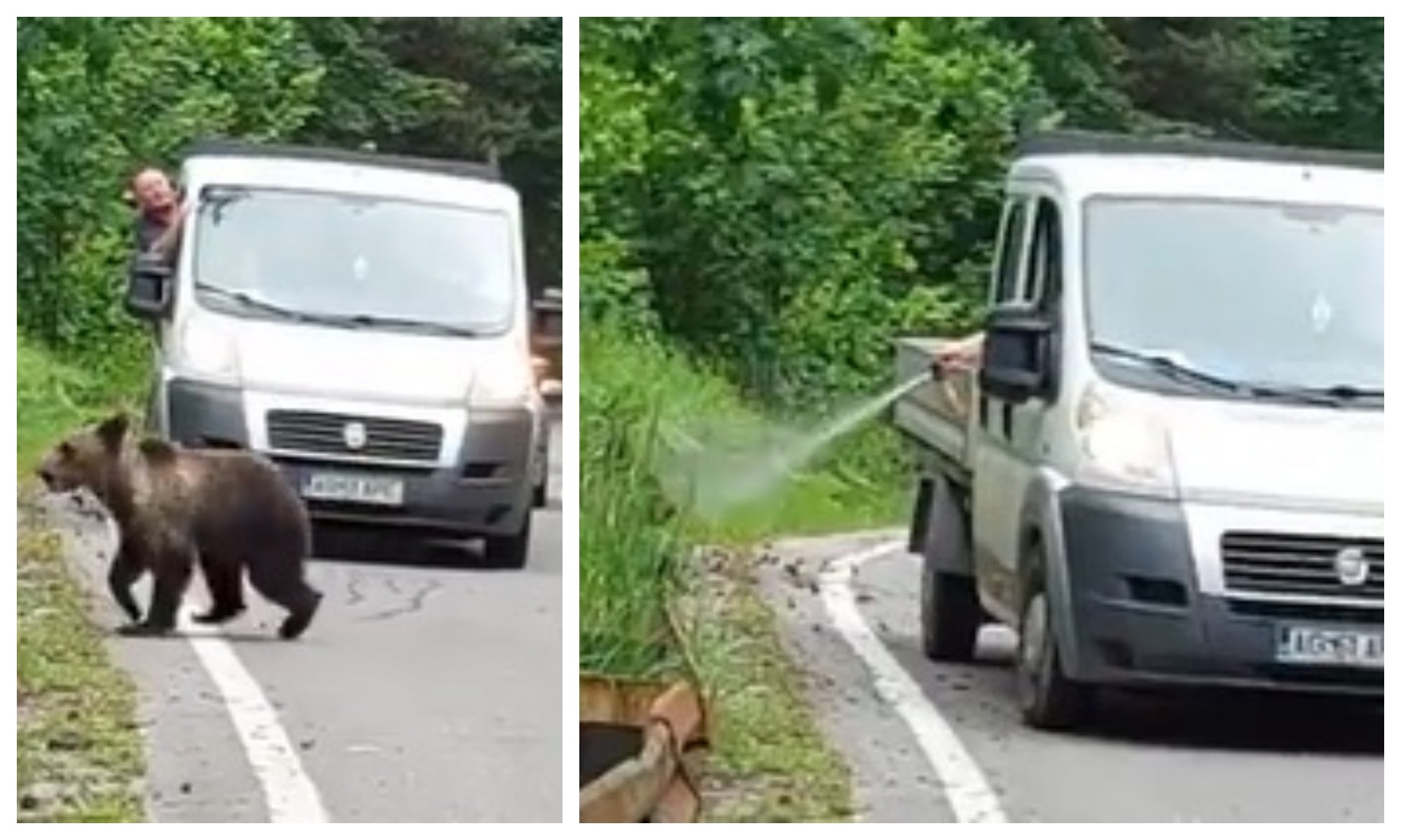  VIDEO Urși agresați pe Transfăgărășan. Unul a fost lovit, iar altul a primit în față spray paralizant