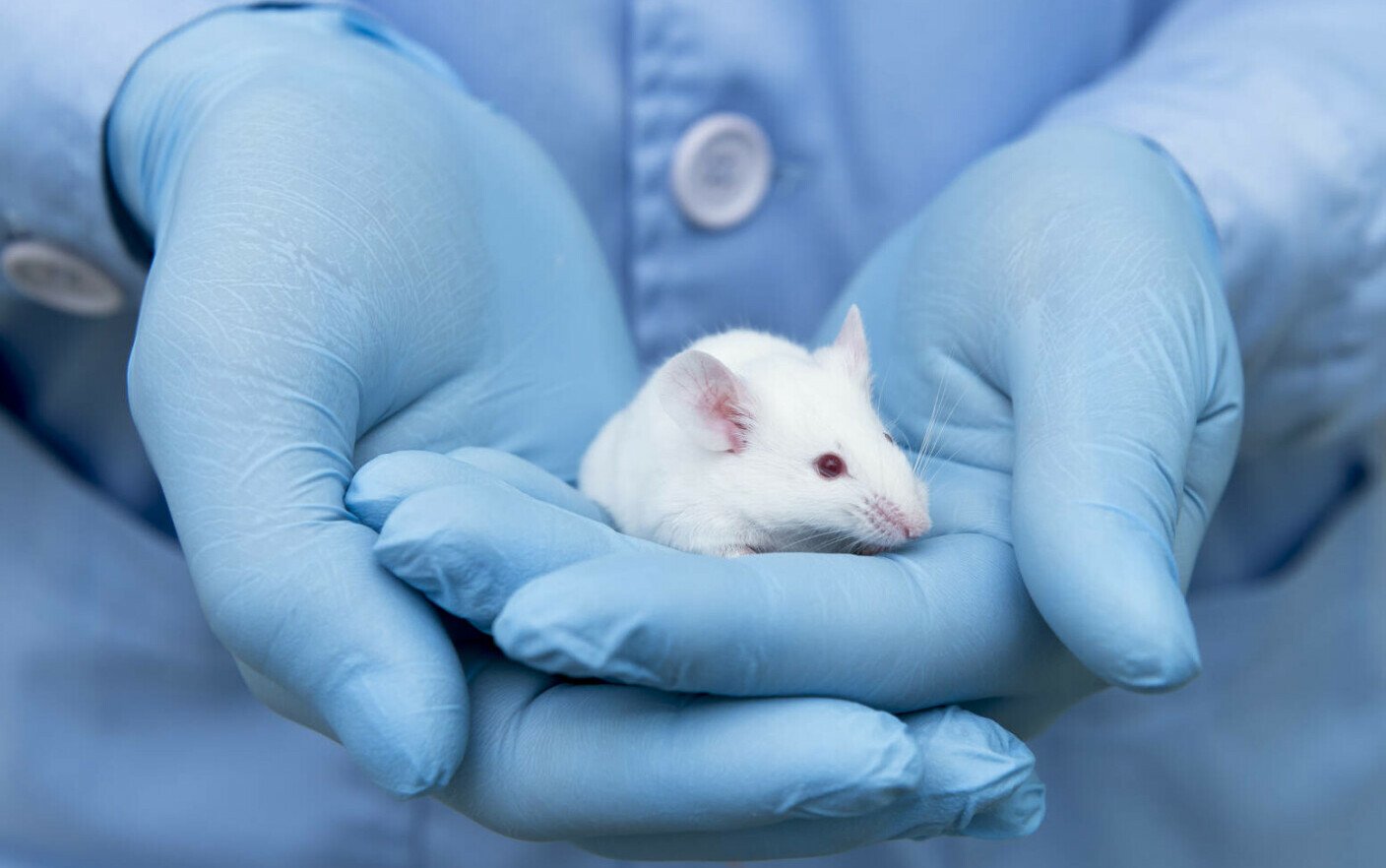  Se caută medic veterinar la UMF cu certificare de lucru pe şoareci şi şobolani